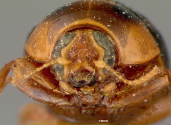 Media type: image; Entomology 9296   Aspect: head frontal view